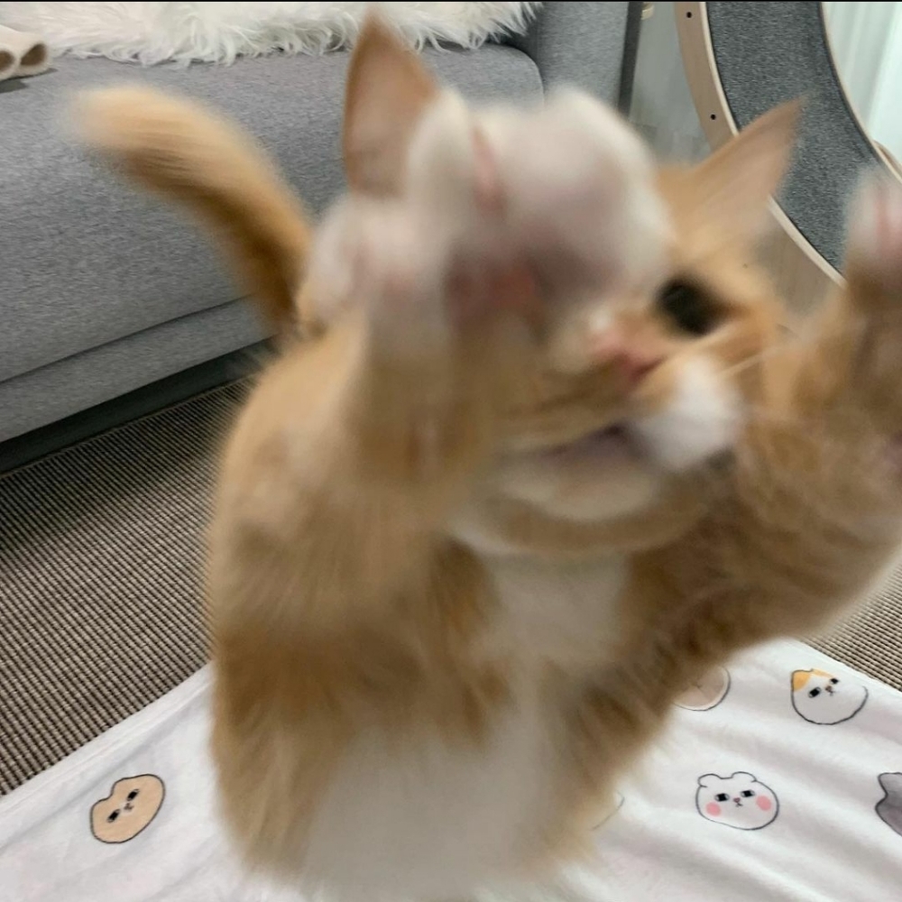 Meet your Posher, Mishelle da'minique